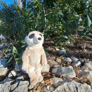Suricate