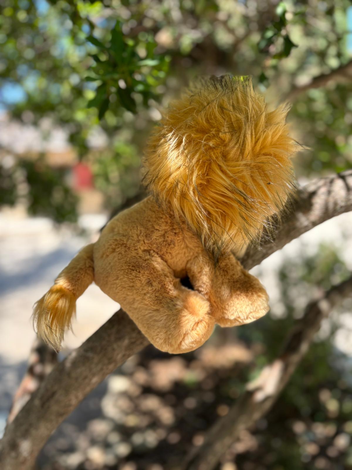 LION – Image 3