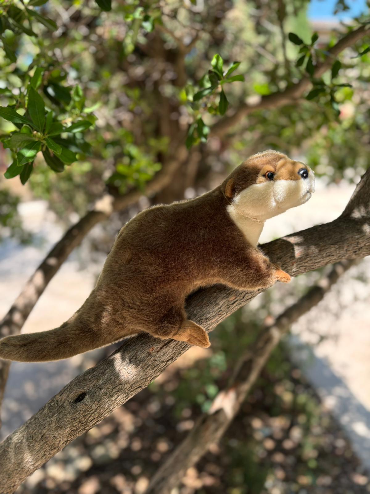 LOUTRE – Image 3