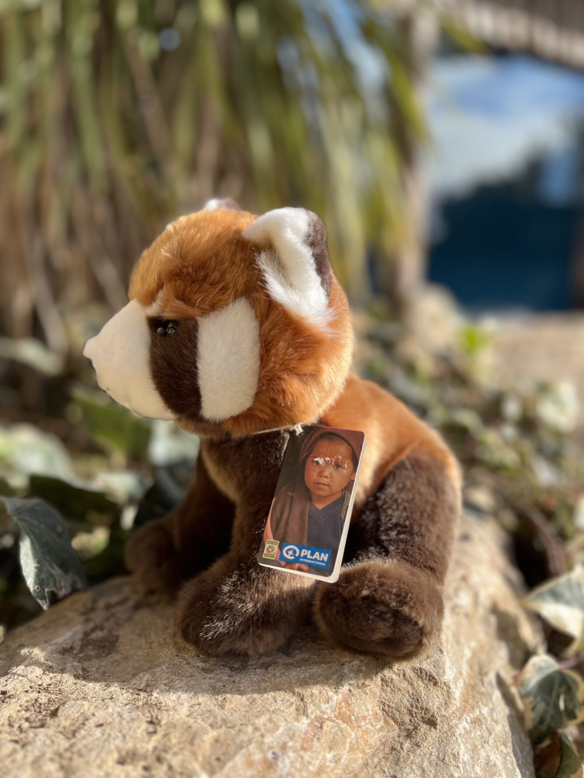 Panda roux – Image 2