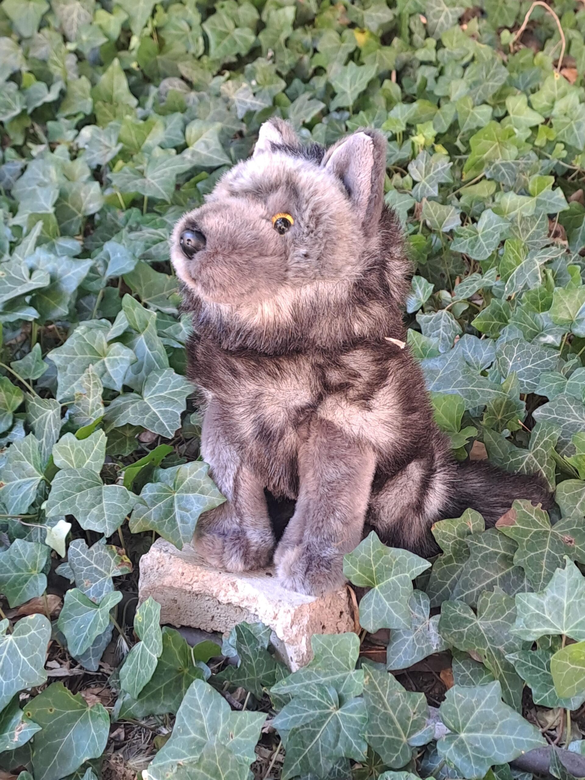 LOUP GRIS