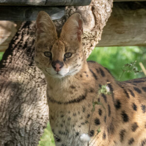 Serval
