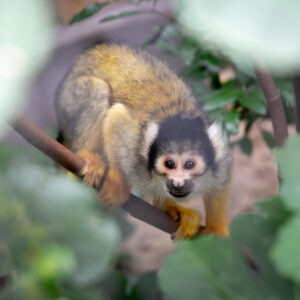 Saïmiri (singe écureuil)