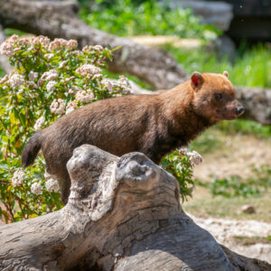 Chien des buissons