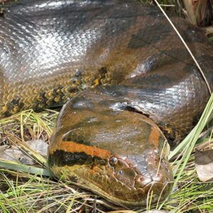 Anaconda vert