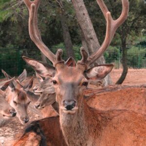 Cerf élaphe