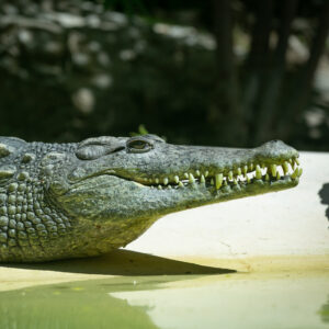 Crocodile du Nil