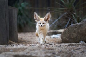 Fennec