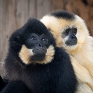Gibbon à favoris roux