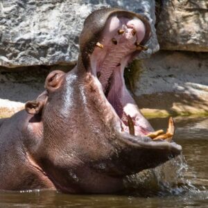 Hippopotame