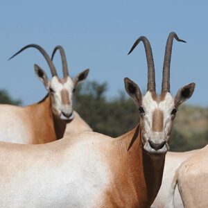 Oryx algazelle