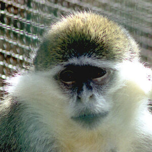 Vervet, grivet et singe vert