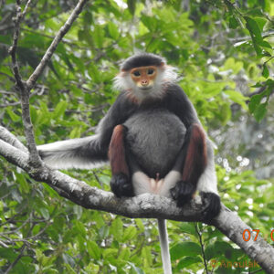 La biodiversitĂ© du Laos – association Anoulak