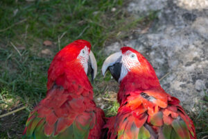 Chloropteran macaw
