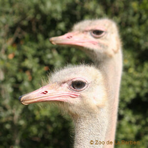 Ostrich