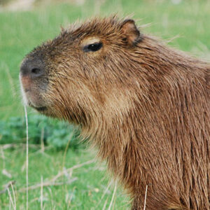 Capybara