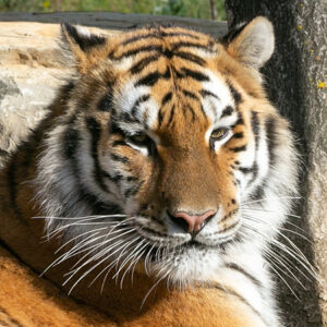 Tigres de SibĂ©rie – Wildcats Conservation Alliance