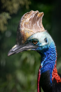 Cassowary with helmet