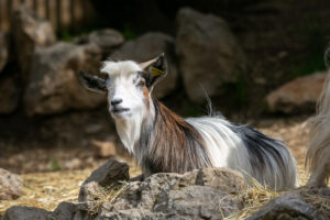 Chèvre naine
