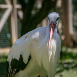 Cigogne blanche