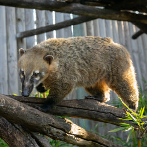Coati à queue annelée