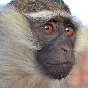 Singes du BĂ©nin – Association ATO