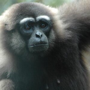Gibbon d’IndonĂ©sie – Association Kalaweit