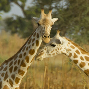 Girafes du Niger – l’ASGN