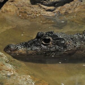 Crocodile nain