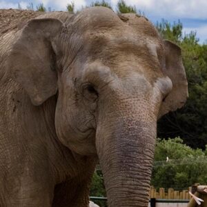 Eléphant d&rsquo;Asie