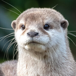 Loutre d&rsquo;Asie