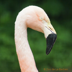 Flamant du Chili