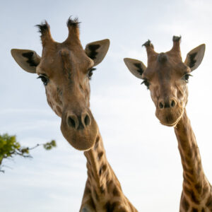 Girafe