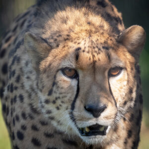 Guépard