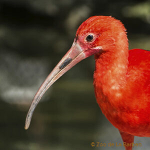 Ibis rouge