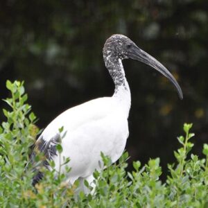 Ibis sacré