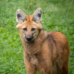 Loup à Crinière
