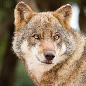 Loup d’Europe