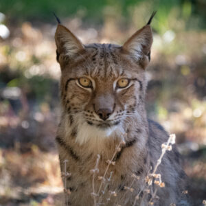 Lynx d’Eurasie
