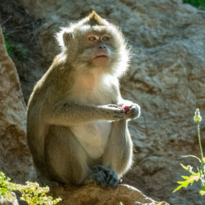 Macaque Crabier