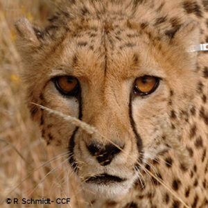 GuĂ©pards – Cheetah Conservation Fund