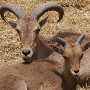 Mouflon à manchettes