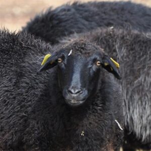 Mouton karakul