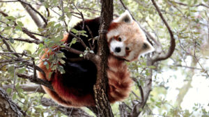 Panda roux