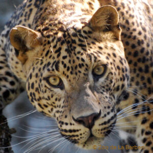 Panthères du Sri-Lanka – Wilderness and Wildlife Conservation Trust