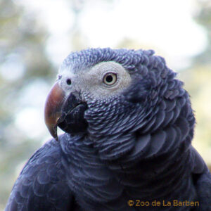 Perroquet gris d’Afrique