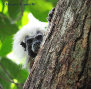 tamarins pinchĂ©s – Fondation Proyecto titi