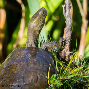 Emyde lĂ©preuse – le refuge des tortues