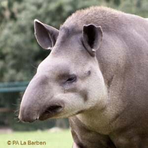 Tapir – Lowland tapir Conservation Initiative