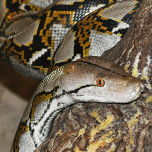 Python reticulé